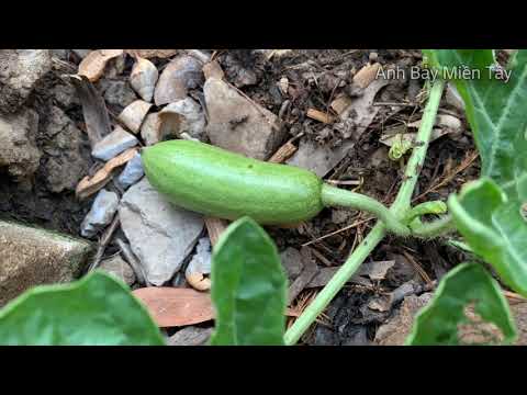 Video Anh Bảy Miền Tây 