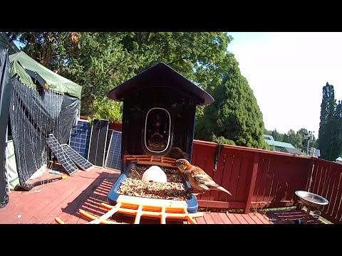 Bird Feeder with Camera Wireless Outdoor, Smart Bird Feeder with Camera Solar Powered
