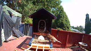 Bird Feeder with Camera Wireless Outdoor, Smart Bird Feeder with Camera Solar Powered