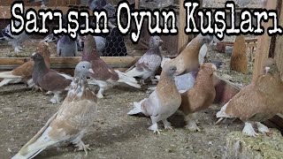 Sarışın Oyun Kuşları. Watsap.545.550.0192