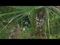 Playful Interaction with a Raccoon: A Unique Wildlife Encounter on a Sunday Morning
