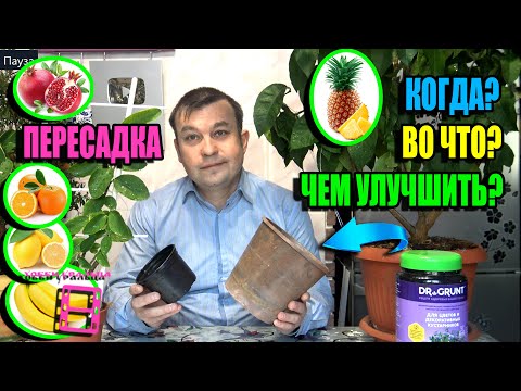 ПЕРЕСАДКА ЦИТРУСОВЫХ (ЛИМОН, МАНДАРИН). ОТЛИЧНАЯ ДОБАВКА В СУБСТРАТ. ЭКЗОТИКА НА ПОДОКОННИКЕ 23-1