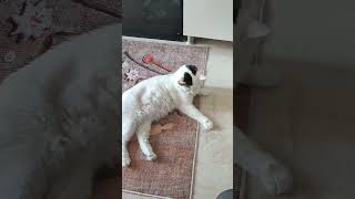 🐱Sen buralara nerden geldin. #cat #catlover #catvideos #catlovers #kedi #dede #kediler #kediaşk Resimi