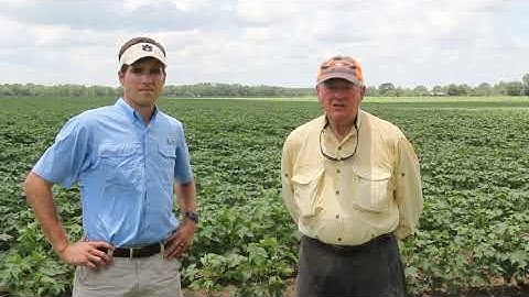 Scouting Stink Bugs in Cotton