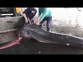 Monster Black Marlin - How to cut over 400kg Marlin using saw and knife