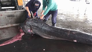 Monster Black Marlin - How to cut over 400kg Marlin using saw and knife