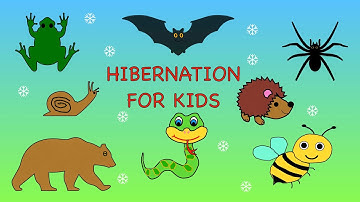 Hibernation for kids | Animals that hibernate