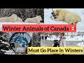 Winter Animals Of Canada 🇨🇦|| Polar Bear || Wolf || Penguins || Animals In Canada || Snowfall Outing