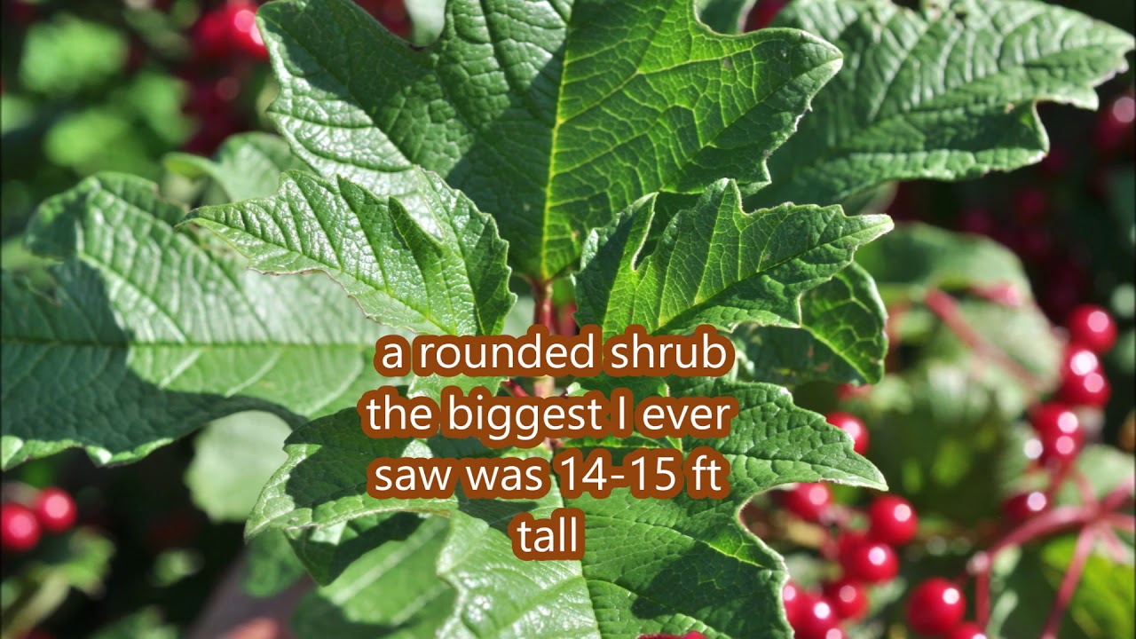 Growing the American Cranberry Bush