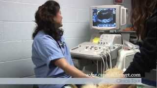 Capitol Illini Veterinary Services in Springfield IL