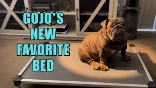 FXW Elevated Dog Bed – Built for Comfort 🛏️ & Durability! 💪 FXW Elevated Dog Bed – Built for Comfort 🛏️ & Durability! 💪
