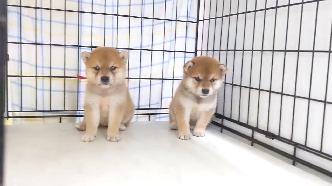 超激レア、UZU立派なジョニー柴犬メス ○ 柴犬 （メス）№40 ｜ペットショップスズキ