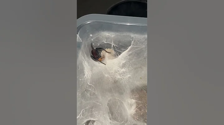 Linothele fallax Colombian Funnel Web Spider