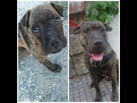 &rsquo;&rsquo;Rex&rsquo;&rsquo; the Pitbull-Sharpei mix from 8 weeks to 1 year.