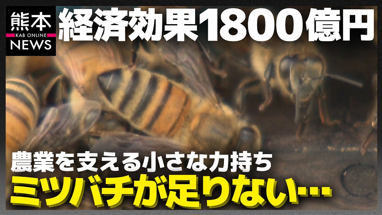 ミツバチの危機！？花粉交配・採蜜など世界の農業を支える縁の下の 