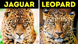 24 Animals That Are Often Confused for One Another 24 Animals That Are Often Confused for One Another