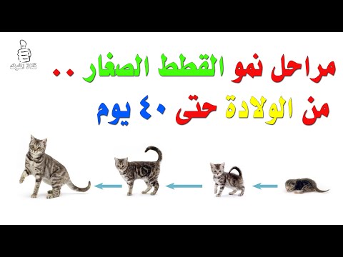 فيديو: في أي عمر تنمو القطط بالكامل؟