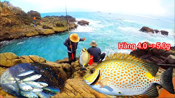 Câu cá biển, Câu Cá, Câu Ghềnh, Câu Cá Biển Tự Nhiên : Câu Đẩu Cá Dìa Bông Trang, Cá Tè Be Áp Ghành