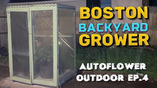 How To Grow Autoflower Cannabis Outdoor Blueberry Autoflowers Outdoor Ep.4