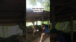 Aduh Sapinya Sdanai Mau Serudukngakak lucu funny comedy