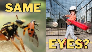 Keep your eye on the ball! (Why robber flies can’t and neither can you) screenshot 5