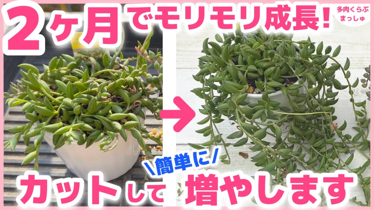 多肉植物　バナナネックレス　発根済みカット苗 多肉植物】ネックレス多肉3種が驚きの成長！バナナネックレス