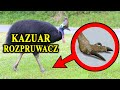 KAZUAR - Najgroźniejszy Ptak Świata - Współczesny Dinozaur i Jego Bas