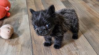 They Surrendered This Tiny Ball of Fluff—Wait Until You See Him Weeks Later