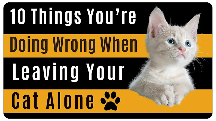 10 Things You’re Doing Wrong When Leaving Your Cat Alone