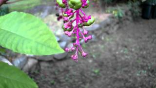 Samsung TL350 / WB2000 1080p Macro Test