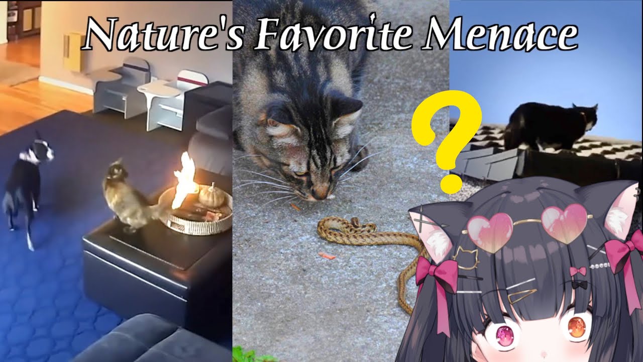 😱 The Insane Plot Armor of Cats (reaction)