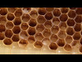 Flow Hive Honey Bee keeping  Update YES the Queen can lay eggs in the Flow-Frames