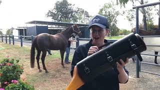 Clermont Veterinary Surgery horse breeding season video!