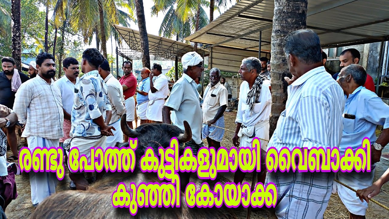 രണ്ടു പോത്ത് കുട്ടികളുമായി വൈബാക്കി കുഞ്ഞികോയാക്ക#cow@ചട്ടിപ്പറമ്പ്