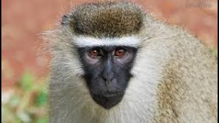 STRANGE MONKEYS YOU WILL NOT  BELIEVE  Actually exist . Here 12 Amazing facts about Monkeys