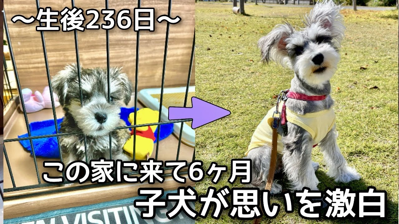 【成長記録】シュナウザー子犬が赤裸々にこの6ヶ月を振り返る