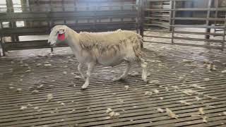 Lot 28 - Lochs 220387