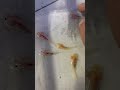 Axolotl bebekler boylanıyor büyüyor