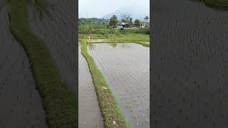 Harayu Ngurek Baraya Mumpung Nuju Sae Cainashorts