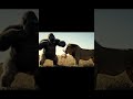 الغوريلا Vs الأسد شاهد كيف قامت الغوريلا بإنقاذ الغزاله Monkey Dolphin Animals