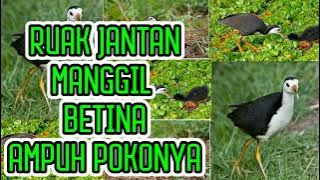 |SUARA RUAK RUAK|RUAK JANTAN MEMANGGIL SANG BETINA MANTAP