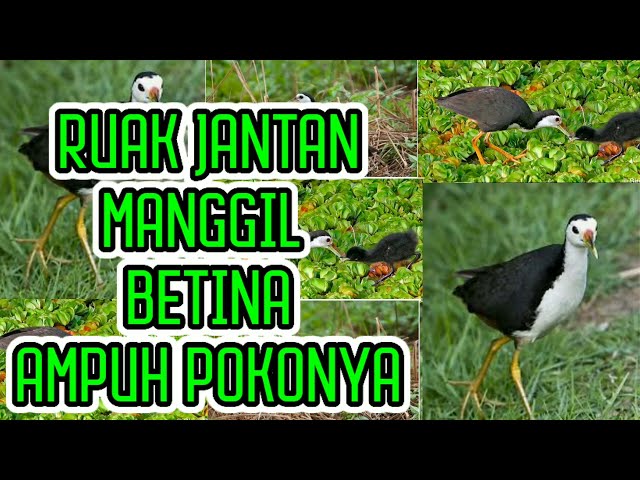 |SUARA RUAK RUAK|RUAK JANTAN MEMANGGIL SANG BETINA MANTAP class=