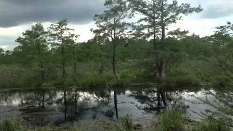 Martin Parish Rooker birds