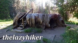 Big Stump Loop Hike and Trail Guide - Mark Twain Stump - Kings Canyon National Park