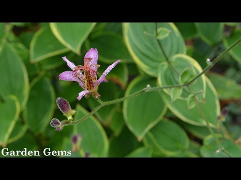 Toad lily (Tricyrtis formosana ‘Samurai’)