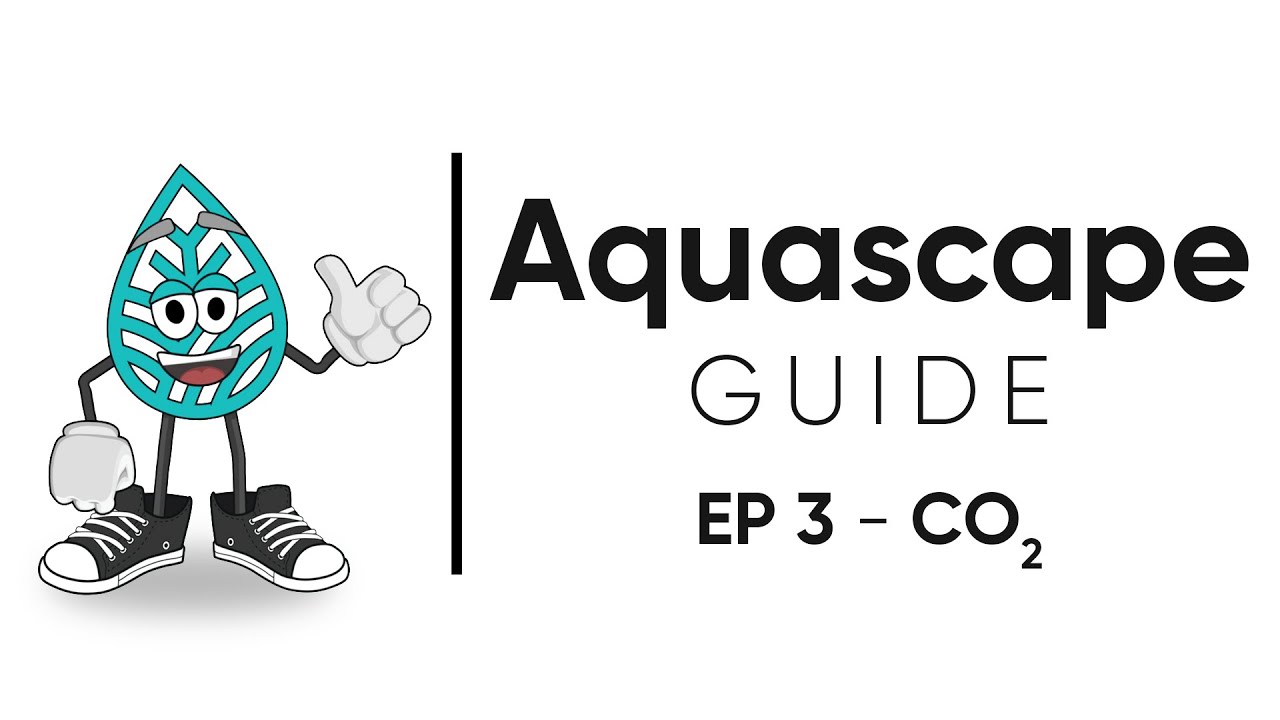 Aquascape Guide - How to Set Up a CO2 System For A Planted Aquarium / EP 3 - CO2 Aquascape Guide - How to Set Up a CO2 System For A Planted Aquarium / EP 3 - CO2