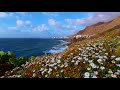 Escape to Paradise - The Ultimate Ocean Waves and Wind on Wildflowers Experience!