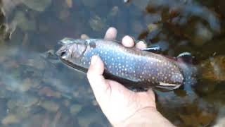 Maine Fall Fly Fishing On Kennebec River Nov. 05 2022 over 30 trout caught