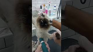 my madam cat shaving