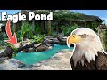 Blind flightless bald eagle gets new pond